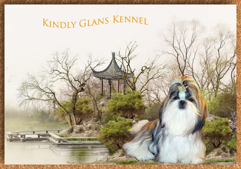 ши тцу Киндли Гланс